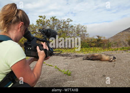 Frau Dreharbeiten Galapagos Seelöwe (Zalophus wollebaeki) am Strand von Islabela Island, Galapagos, Modell freigegeben. Stockfoto