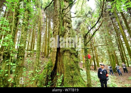 Chinesische Mitarbeiter schauen Sie sich die männlichen Gingko Baum an einem Wald Bauernhof in Chenzhou Stadt, die Zentrale China Provinz Hunan, 5. Mai 2017. Zwei gingko Bäume, ein Stockfoto