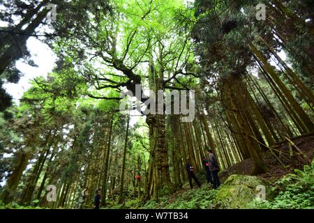 Chinesische Mitarbeiter schauen Sie sich die männlichen Gingko Baum an einem Wald Bauernhof in Chenzhou Stadt, die Zentrale China Provinz Hunan, 5. Mai 2017. Zwei gingko Bäume, ein Stockfoto