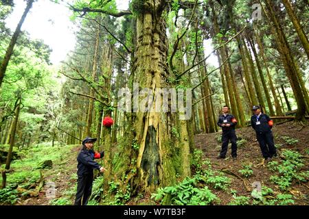 Chinesische Mitarbeiter schauen Sie sich die männlichen Gingko Baum an einem Wald Bauernhof in Chenzhou Stadt, die Zentrale China Provinz Hunan, 5. Mai 2017. Zwei gingko Bäume, ein Stockfoto