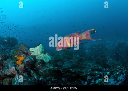 Hogfish (Bodianus diplotaenia) Galapagos Inseln. Stockfoto