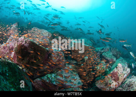 Shoal der kleinen (unbekannter) Fisch und im Pazifischen Ozean (creolefish Paranthias kolonos) über Lava Rock Islands Galapagos Inseln. Stockfoto