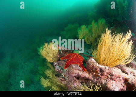 Panamic Cushion Sea Star (Pentaceraster cumingi) am Riff Struktur. Galapagos Inseln. Stockfoto