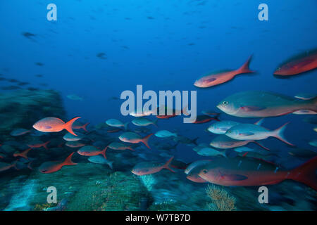 Schooling Pacific creolefish (Paranthias kolonos) Galapagos Inseln. Stockfoto