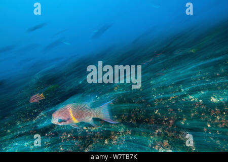 Hogfish (Bodianus diplotaenia) verschwommene Bewegung fotografieren, Schwimmen, Galapagos Inseln. Stockfoto