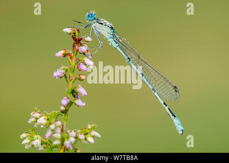Hufeisen-azurjungfer (Coenagrion puella) in Wassertropfen ruht auf Heidekraut, Westhay abgedeckt, Somerset Levels, Somerset, UK, August. Stockfoto
