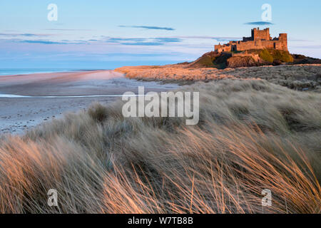 Bamburgh Castle und Sanddünen, spät abends Licht, Bamburgh, Northumberland, Großbritannien, April 2013. Stockfoto