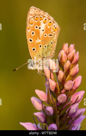 Gemeinsame blauer Schmetterling (Polyommatus icarus) auf Blume, Fontmell, Dorset, Großbritannien, Juni. Stockfoto