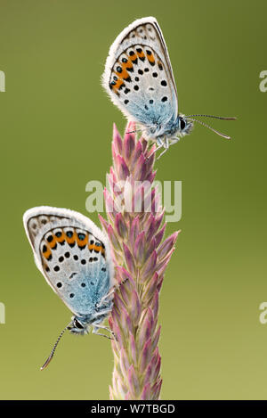 Die zwei silbernen nieten blaue Schmetterlinge (Plebejus argus) ruht auf einem Gras Kopf, Gwithian Towans, Cornwall, Großbritannien, Juli. Stockfoto