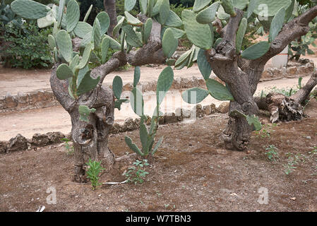 Opuntia ficus Indica mit Früchten Stockfoto