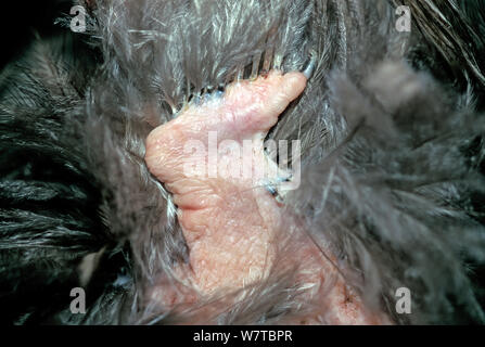 Okarito Braun Kiwi (Apteryx rowi) Detail der flugunfähige Flügel Struktur. Okarito Wald, Westland, South Island, Neuseeland. Stockfoto