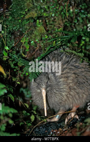 Okarito Braun Kiwi (Apteryx rowi) männlich bekannt als &#39; Scooter &#39; Gebiet patrouillieren, okarito Wald, Westland, South Island, Neuseeland, endemisch. Stockfoto