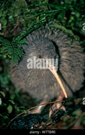 Okarito Braun Kiwi (Apteryx rowi) männlich bekannt als &#39; Scooter &#39; Gebiet patrouillieren, okarito Wald, Westland, South Island, Neuseeland, endemisch. Stockfoto