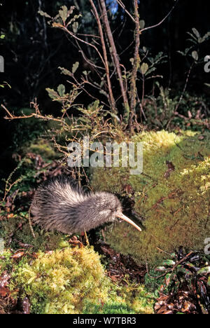 Okarito Braun Kiwi (Apteryx rowi) männlich bekannt als &#39; Scooter &#39; Gebiet patrouillieren, okarito Wald, Westland, South Island, Neuseeland, endemisch. Stockfoto