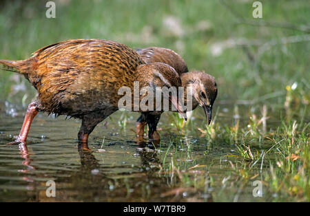 Western Weka (Gallicolumba australis australis) Familie der Nahrungssuche in den Sumpf. Golden Bay, South Island, Neuseeland. Endemisch. Stockfoto