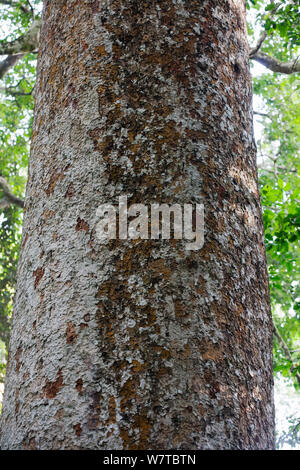 Afrikanisches Mahagoni (Khaya anthotheca) in der Nähe der Rinde, Budongo Forest Reserve, Uganda. . Dieses Exemplar wird geschätzt über 400 Jahre alt zu sein und gilt als eines der größten verbleibenden seiner Art in Uganda zu sein. . Gefährdete Arten. Stockfoto