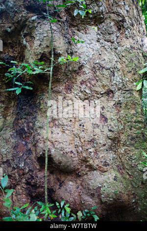 Afrikanisches Mahagoni-Baum (Khaya Anthotheca), Budongo Forest Reserve, Uganda. . Dieses Exemplar wird voraussichtlich mehr als 400 Jahre alt und gilt als eines der höchsten verbleibenden seiner Art in Uganda. . Gefährdete Arten. Stockfoto