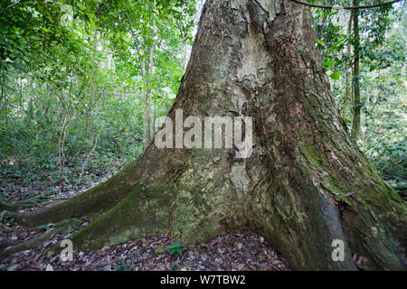 Budongo Heavy Mahogany Tree (Entandrophragama utile), Budongo Forest Reserve, Uganda. Gefährdete Arten. Stockfoto