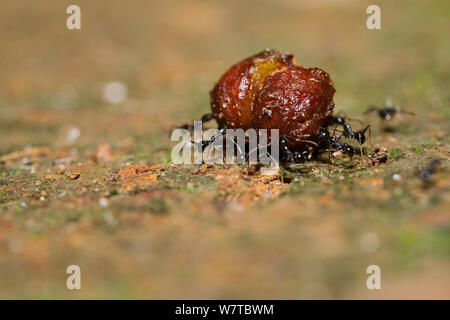 Gruppe von Ameisen, die ein Samenkorn, Budongo Forest Reserve, Uganda. Stockfoto