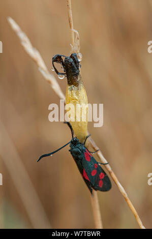 6-Spot Burnet Motte (Zygaena Filipendulae) neu entstandenen Erwachsener mit chrysalis, Devon, England, Großbritannien, Juli. Stockfoto