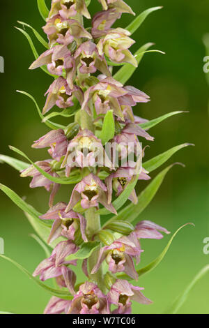 (Broad-Leaved Helleborine Epipactis Helleborine) Surrey, England, UK, August. Stockfoto