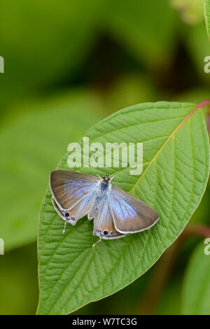 Long-Tailed Blauer Schmetterling (Lampides boeticus) unverlierbaren Muster, seltene wanderarbeitnehmer zu Großbritannien. Stockfoto