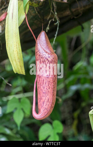 Kannenpflanze (Nepenthes californica x Ventricosa) ungeöffnete Krug. Eden Project, Cornwall, England, Großbritannien. Stockfoto