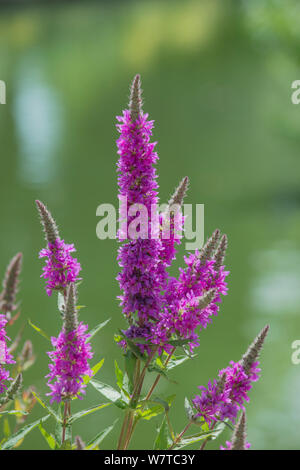 Blutweiderich (Lythrum salicaria) in Blüte, Surrey, England, Großbritannien, Juli. Stockfoto