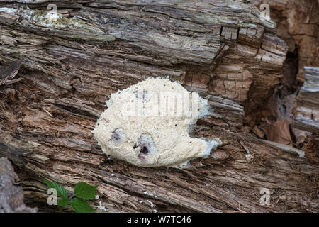 Schleimpilze (Reticularia lycoperdon) geballtes Sporangien auf verrottenden Birke anmelden. Surrey, England, UK, August 2013. Stockfoto