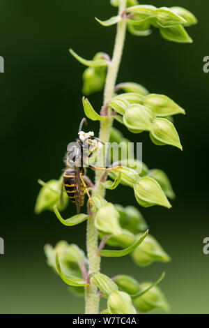 Wespe (vespula Sp) die Bestäubung Broad Leaved Helleborine Epipactis Orchidee (Flower) mit pollinien auf Kopf, Surrey, England, UK, August. Stockfoto