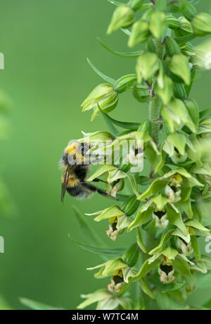 White-tailed Hummel (Bombus lucorum) männlich auf der Broad Leaved Helleborine (Epipactis Helleborine) Surrey, England, August. Stockfoto