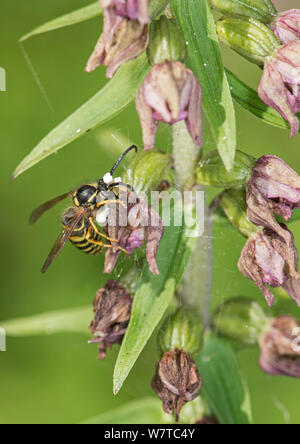 Wespe (vespula Sp) die Bestäubung Broad Leaved Helleborine Epipactis Orchidee (Flower) mit pollinien auf Kopf, Surrey, England, UK, August. Stockfoto