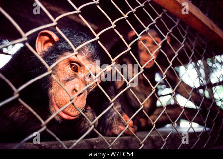 Östliche Schimpanse (Pan troglodytes schweinfurthii) Jugendliche im Käfig, von Wilderern, in Epulu, Okapi Wildlife Reserve, Orientale Provinz, der Nordosten der Demokratischen Republik Kongo untergebracht beschlagnahmt. Stockfoto