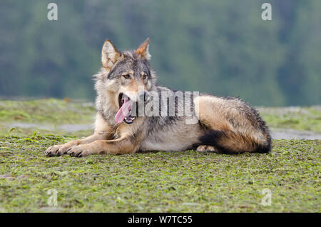 Vancouver Island Grauer Wolf (Canis lupus) crassodon Alpha-weibchen gähnen, Vancouver Island, British Columbia, Kanada, August. Stockfoto
