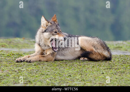 Vancouver Island Grauer Wolf (Canis lupus) crassodon Alpha-weibchen gähnen, Vancouver Island, British Columbia, Kanada, August. Stockfoto