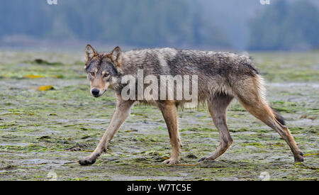 Vancouver Island Grauer Wolf (Canis lupus) crassodon Alpha-weibchen wandern, Vancouver Island, British Columbia, Kanada, August. Stockfoto
