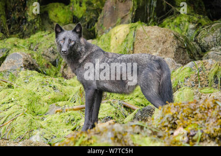 Vancouver Island Grauer Wolf (Canis lupus) crassodon dunklen morph Vancouver Island, British Columbia, Kanada. Stockfoto