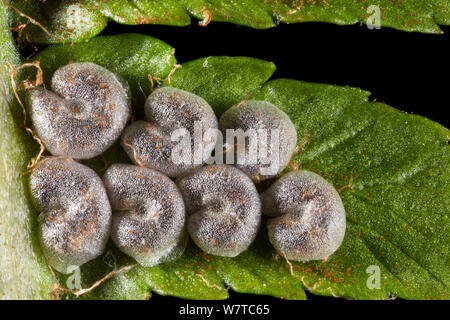 Spore Kapseln von männlichen Warenkorb Fermin (Dryopteris filix-mas) Stockfoto