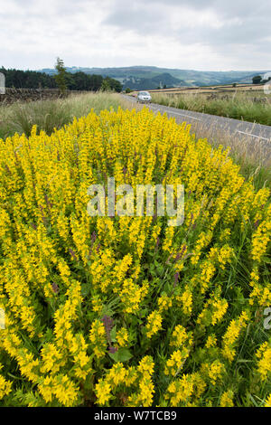 Gelbe felberich (Lysimachia vulgaris) in Blüte, am Rande einer Landstraße wächst, in der Nähe von Hathersage, Deryshire, Peak District, England, Großbritannien, Juli. Stockfoto