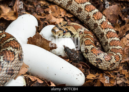 Leopard snake (Zamenis situla) mit Kupplung der vor kurzem gelegten Eier, Captive, beheimatet in Südosteuropa. Stockfoto