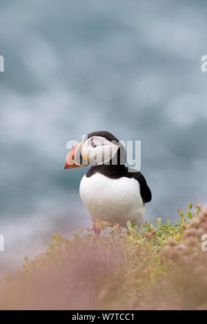 Papageitaucher (Fratercula arctica) unter Küsten Sparsamkeit (Armeria maritima). Große Saltee, Saltee Inseln, Co Wexford, Irland, Juni. Stockfoto