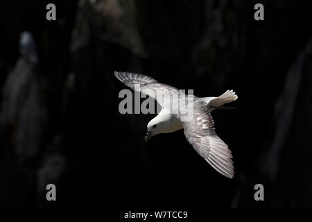 Eissturmvogel (Fulmarus glacialis) im Flug. Große Saltee, Saltee Inseln, Co Wexford, Irland, Juni. Stockfoto