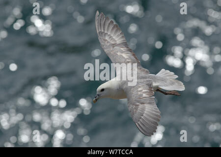 Eissturmvogel (Fulmarus glacialis) im Flug. Große Saltee, Saltee Inseln, Co Wexford, Irland, Juni. Stockfoto