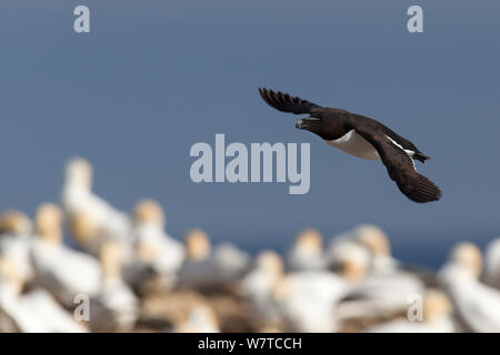 Tordalk (Alca torda) im Flug über eine Kolonie von basstölpel (Morus bassanus). Große Saltee, Saltee Inseln, County Wexford, Irland, Juni. Stockfoto