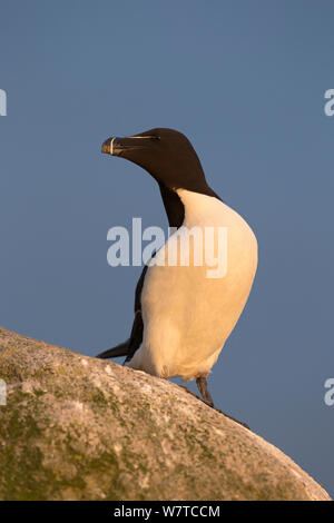 Tordalk (Alca torda) am Rand einer Klippe sitzen. Große Saltee, Saltee Inseln, Co Wexford, Irland, Juni. Stockfoto