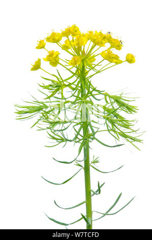 Zypressen Wolfsmilch (Euphorbia cyparissias) in Blüte, Slowenien, Europa, kann Meetyourneighbors.net Projekt Stockfoto