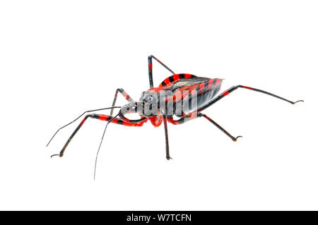 Red Assassin Bug (Rhynocoris iracundus), Slowenien, Europa, Juni Meetyourneighbors.net Projekt Stockfoto