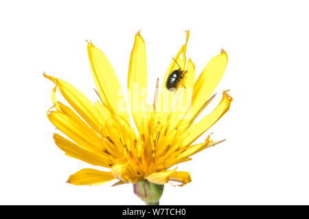 Wiese Schwarzwurzeln (Tragopogon pratensis) in Blüte mit kleinen Käfer, Slowenien, Europa, kann Meetyourneighbors.net Projekt Stockfoto