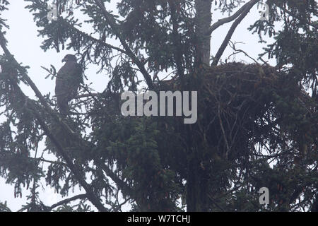 Juvenile Weißkopfseeadler (Haliaeetus leucocephalus) in einen Baum am Rande der Nest auf einem nebligen, nebligen Tag sitzen. Vancouver Island, British Columbia, Kanada, August. Stockfoto