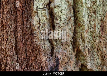 Rinde von möglicherweise eine alte Douglas Fir Tree (Pseudostsuga menziesii) oder Küste grand Tanne (Abies grandis). MacMillan Provincial Park, Vancouver Island, British Columbia, Kanada, August. Stockfoto